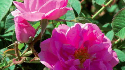 La rose de damas (Rosa ×damascena)