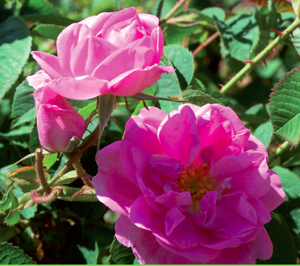 La rose de damas (Rosa ×damascena)