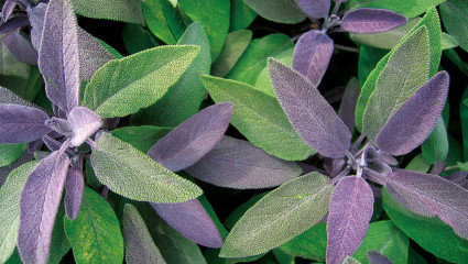 Sauge - Les bienfaits de ce puissant antiseptique