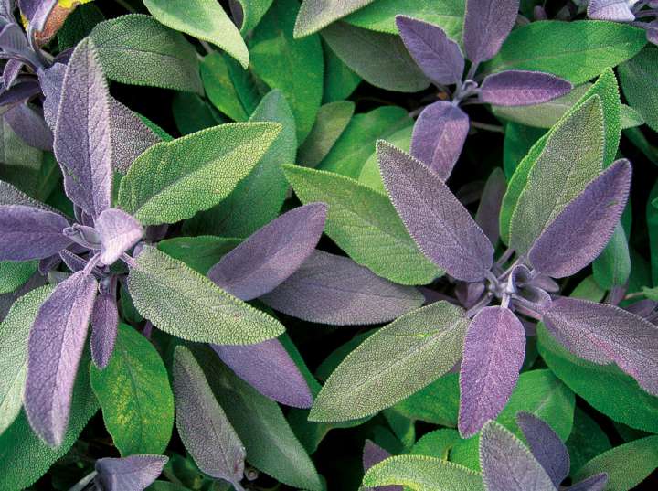 Sauge (Salvia officinalis) - Histoire, propriétés, bienfaits, cuisine -  Plantes et Santé