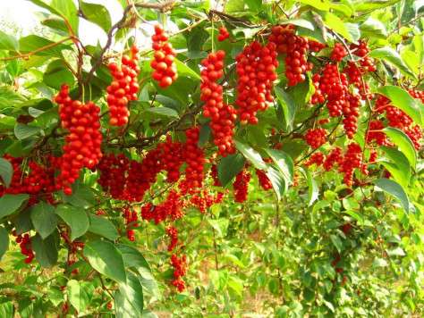 schizandra sinensis