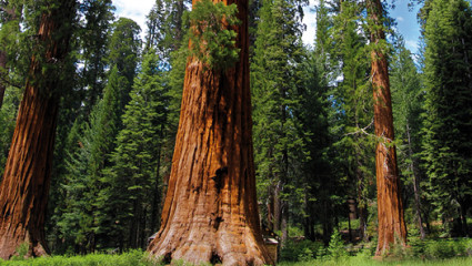 Le sequoia géant, recharge énergétique assurée