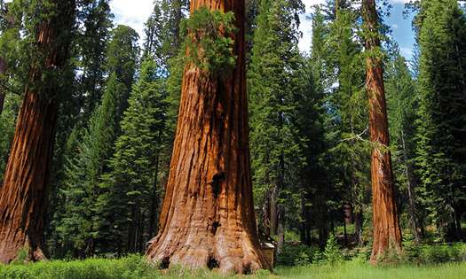 Le sequoia géant, recharge énergétique assurée