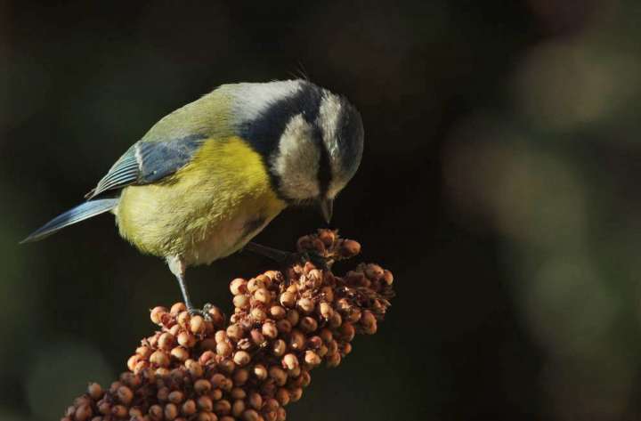 sorgho-diabete-plantes-et-sante.fr