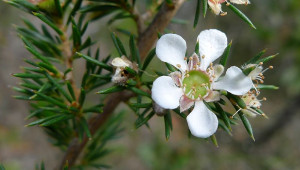 L’huile essentielle de tea tree possède des vertus antiseptiques et antivirales.