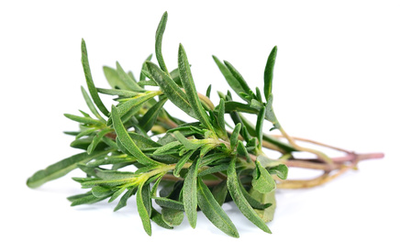 June thyme: invigorate your daily life - plants and health