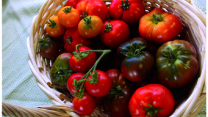 Manger sain : les tomates, plantes médicinales
