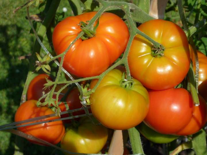 Tomates