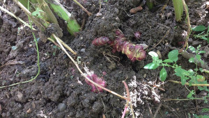 Les racines puisent dans la terre les éléments nourriciers dont elles vont avoir besoin pour donner naissance à la plante, faire croître ses tiges et ses feuilles dès le printemps.