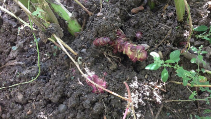 Les racines puisent dans la terre les éléments nourriciers dont elles vont avoir besoin pour donner naissance à la plante, faire croître ses tiges et ses feuilles dès le printemps.