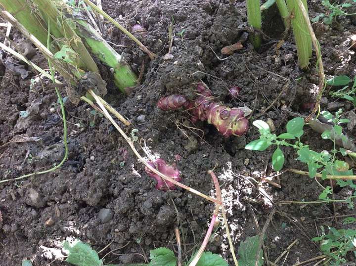 Les racines puisent dans la terre les éléments nourriciers dont elles vont avoir besoin pour donner naissance à la plante, faire croître ses tiges et ses feuilles dès le printemps.