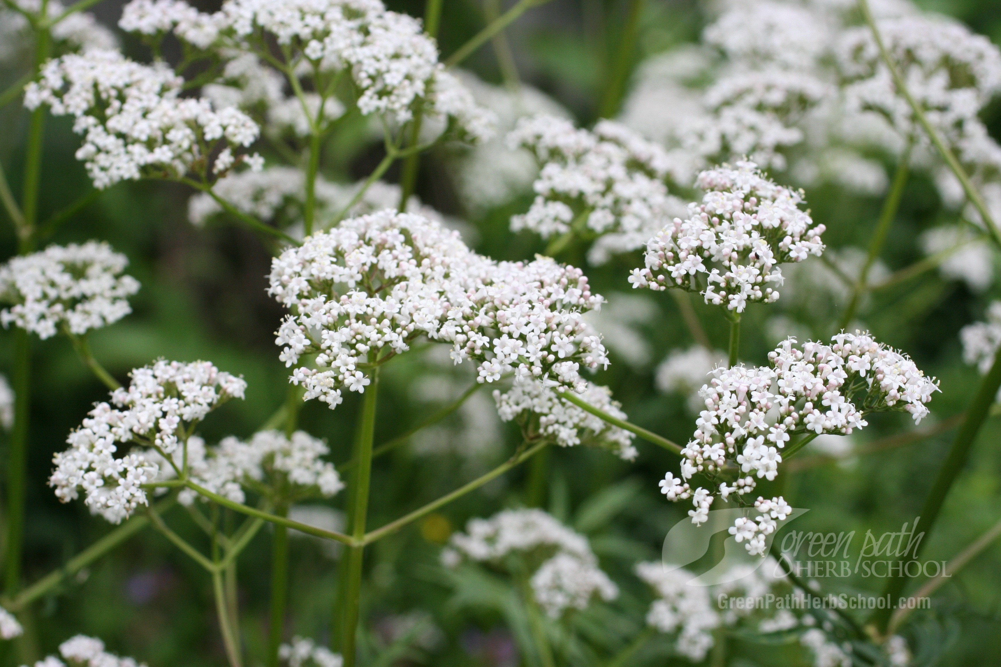 Comment utiliser la valériane ?- Plantes et Santé