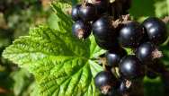 Le cassis, remède contre la gastro