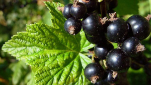 Le cassis, remède contre la gastro