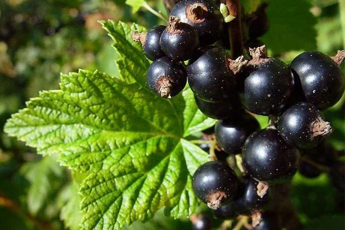 Le cassis, remède contre la gastro