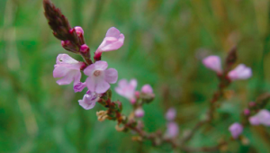 La verveine officinale : poison du diable et tonique digestif