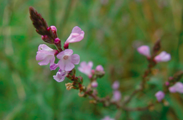 La verveine officinale : poison du diable et tonique digestif