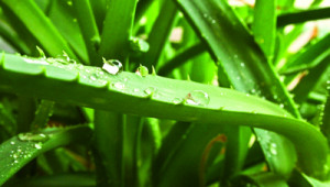 Plantes médicinales : L’Aloe vera, un gel réparateur