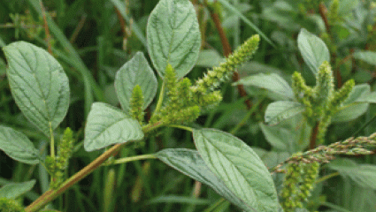 Les plantes sauvages sont les meilleures pourvoyeuses de vitamines, de minéraux, d’oligo-éléments, d’antioxydants..