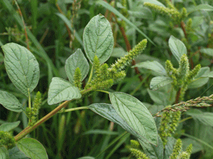 Les plantes sauvages sont les meilleures pourvoyeuses de vitamines, de minéraux, d’oligo-éléments, d’antioxydants..