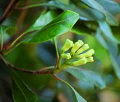 Certaines huiles essentielles possèdent des propriétés particulières, celle de réharmoniser et de rééquilibrer une fonction ou un système.