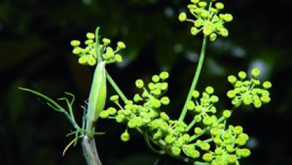 Certaines huiles essentielles à visée digestive stimulent les sécrétions des sucs enzymatiques, de la salive aux enzymes pancréatiques ou hépatiques.