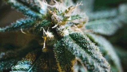 Phytothérapie : Le cannabis va-t-il nous soigner ? 
