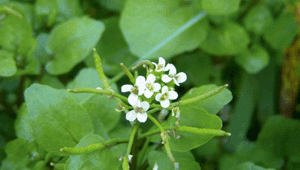 Le cresson est un excellent légume sauvage, extrêmement riche en vitamine C et en provitamine  A.