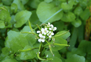 Le cresson est un excellent légume sauvage, extrêmement riche en vitamine C et en provitamine  A.