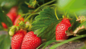 manger sain : fraises