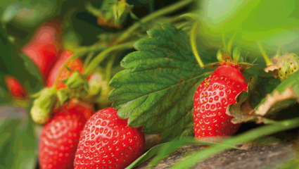 manger sain : fraises