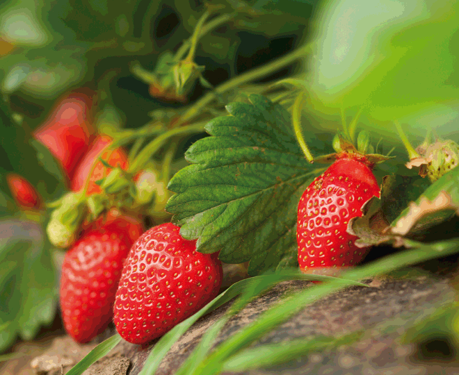 manger sain : fraises