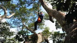 Le baron perché des forêts tropicales