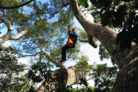 Le baron perché des forêts tropicales