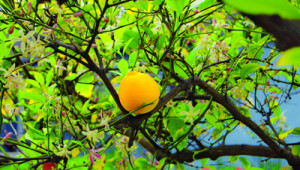 Plantes médicinales : le citron