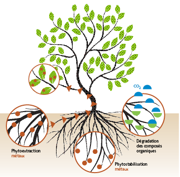 Quand les plantes guérissent les sols pollués