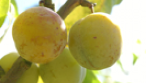 Propriétés et bienfaits des prunes