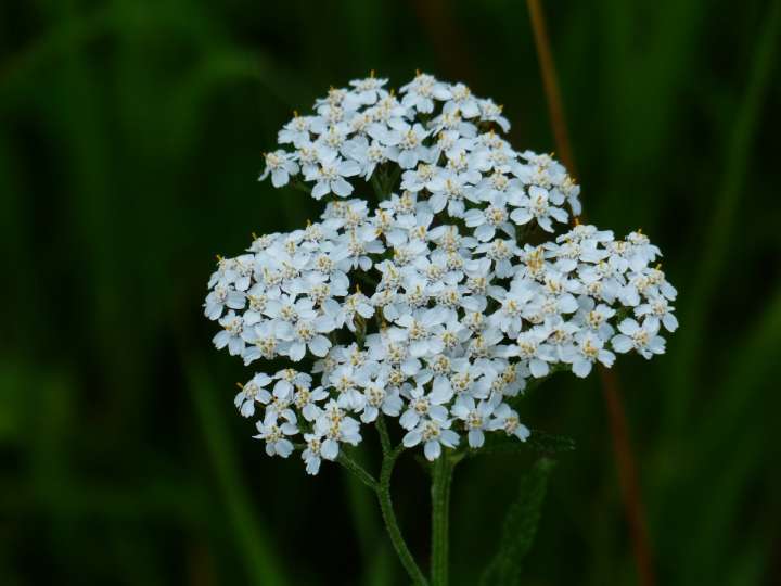 En cas de vaginite atrophique, prendre alors un complément composé d’alchémille, d’achillée, d’avoine, d’alfalfa et de sauge.