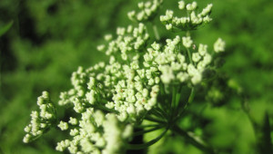 La reine-des-prés favorise la digestion et évite les brûlures d'estomac.