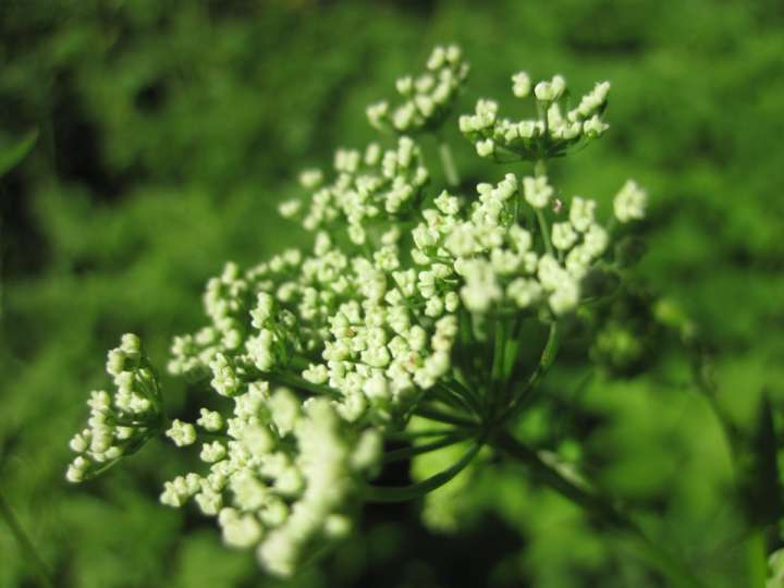 La reine-des-prés favorise la digestion et évite les brûlures d'estomac.