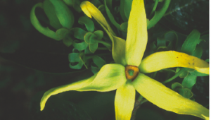 Ylang-ylang (Cananga odorata)