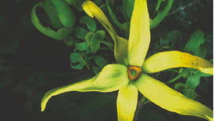 Ylang-ylang (Cananga odorata)