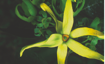 Ylang-ylang (Cananga odorata)