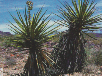 Yucca