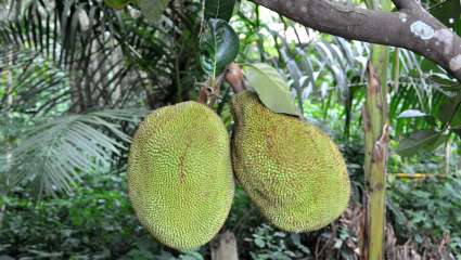 Artocarpus heterophyllus L.