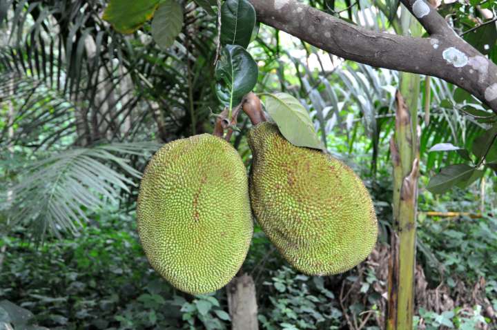 Artocarpus heterophyllus L.