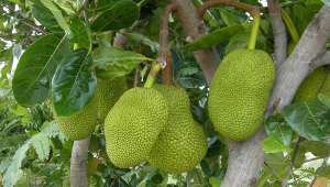 Jacquier (Artocarpus heterophyllus)