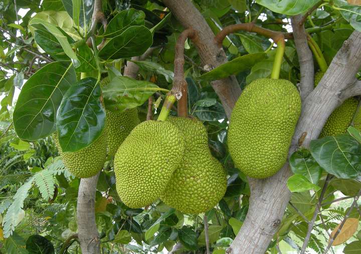 Jacquier (Artocarpus heterophyllus)