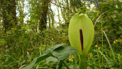 Arums