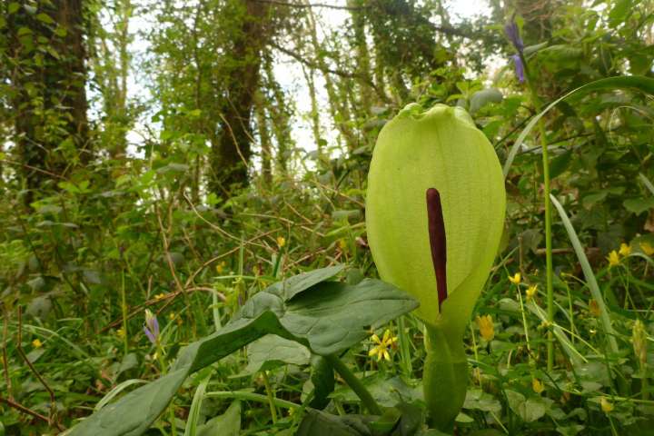 Arums